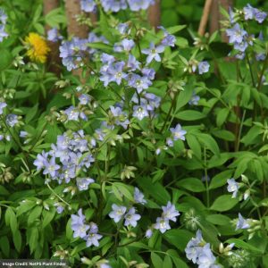 Creeping Jacob’s Ladder (Polemonium Reptans) – #1 Container