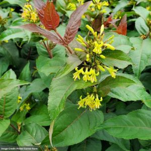 Bush Honeysuckle - Ru-Bee Wren™ - #3 Container