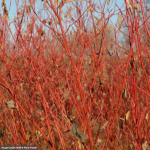 Dogwood - Cardinal Red Twig - #3 Container