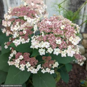 Hydrangea Arborescens - Pinky Pollen Ring - #3 Container