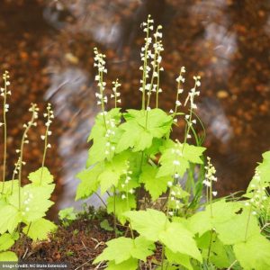 Fairy Cap (Mitella Diphylla) – #1 Container