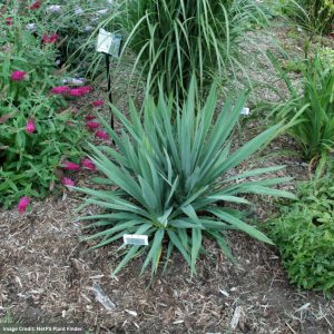 Adam's Needle (Yucca) - Excalibur - #2 Container