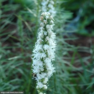 Blazing Star (Liatris Spicata) – White – #1 Container