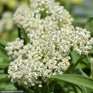 Milkweed (Asclepias Incarnata) – Ice Ballet – 3.25″ Pot