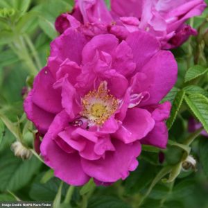 Rose (Rugosa) – Purple Pavement – #3 Container