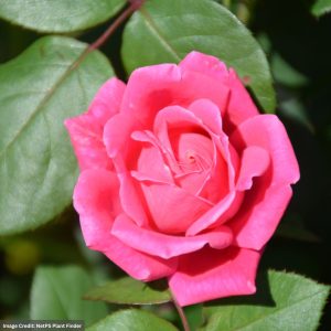 Rose – Double Pink Knock Out – #2 Container