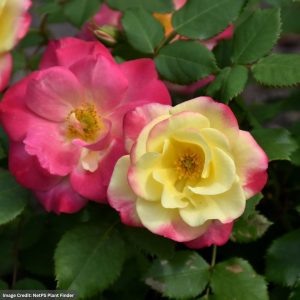 Rose (Shrub) – Campfire – #3 Container
