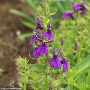 Cardinal Flower (Lobelia) - Starship™ Blue - #1 Container