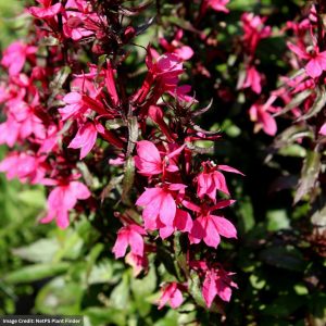 Cardinal Flower (Lobelia) - Starship™ Rose - #1 Container
