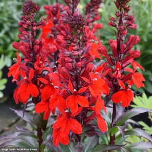 Cardinal Flower (Lobelia) - Starship™ Scarlet - #1 Container