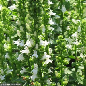 Cardinal Flower (Lobelia siphilitica) - White - #1 Container