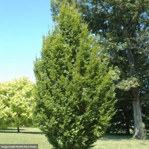 Hornbeam – Frans Fontaine – 1″ Caliper – #10 Container