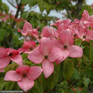 Dogwood – Kousa Scarlet Fire – #7 Container