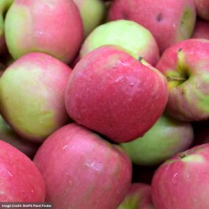 Apple – Pink Lady – #7 Container