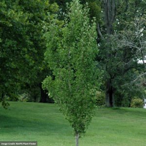 Ginkgo – Presidential Gold – 6ft – #10 Container
