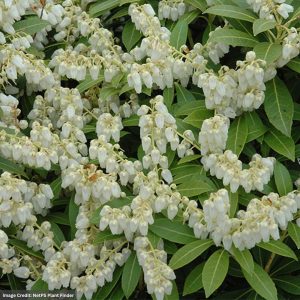 Andromeda – Japanese Cavatine Dwarf – #5 Container
