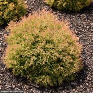 Arborvitae – Fire Chief – #3 Container