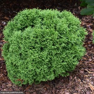 Arborvitae – Tater Tot – #2 Container