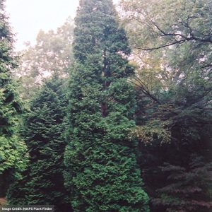 Arborvitae – Wintergreen – #5 Container