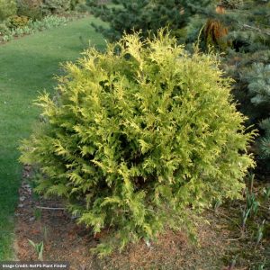 Arborvitae – Golden Globe – #3 Container