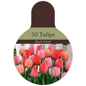 Tulip Darwin Hybrid - Blush Blend - 40 Bulb Pack