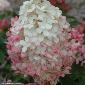Hydrangea Paniculata – Vanilla Strawberry – #3 Container