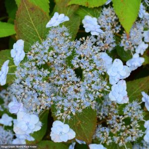 Hydrangea Serrata – Tiny Tuff Stuff – #3 Container