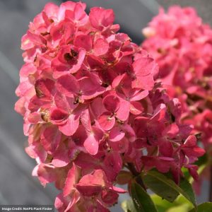 Hydrangea Paniculata – Fire Light – #3 Container