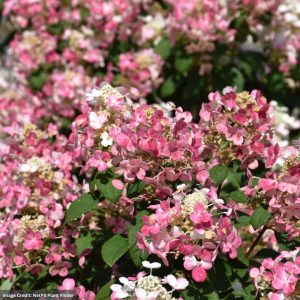 Hydrangea Paniculata – Little Quick Fire – #2 Container