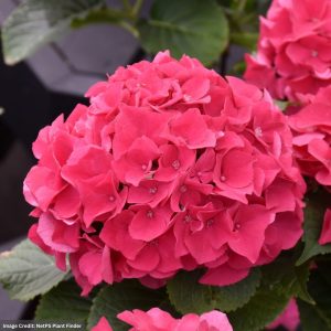 Hydrangea Macrophylla – Wee Bit Giddy® – #2 Container