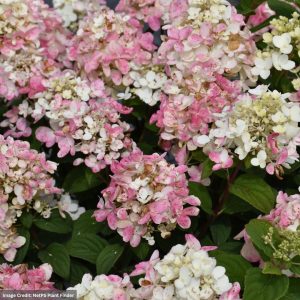 Hydrangea Paniculata – Fire Light Tidbit – #2 Container