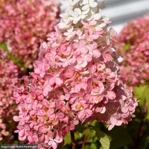 Hydrangea Paniculata – Ruby Snow – #3 Container