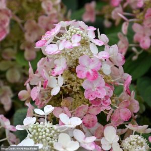Hydrangea Paniculata – Torch – #3 Container