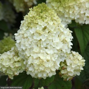 Hydrangea Paniculata – Little Hottie – #2 Container