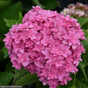 Hydrangea Macrophylla – Starfield – #2 Container