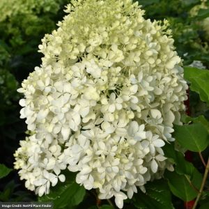 Hydrangea Paniculata – Puffer Fish – #3 Container