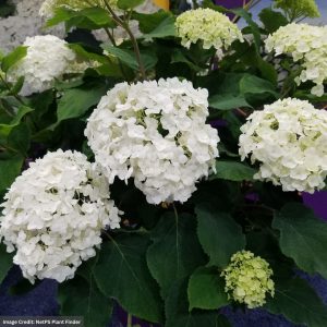 Hydrangea Arborescens – Flowerfull® – #3 Container