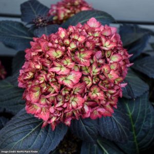 Hydrangea Macrophylla – Eclipse – #2 Container