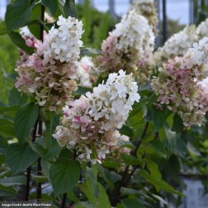 Hydrangea Paniculata – Pinky Winky Prime – #3 Container