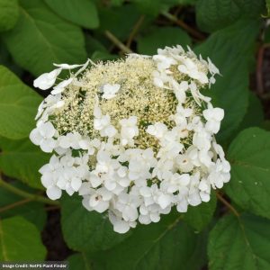 Hydrangea Arborescens – Haas Halo – #2 Container