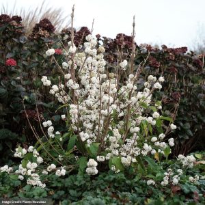 Beautyberry - Snow Star - #3 Container