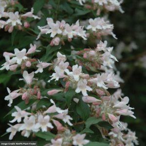 Beauty Bush – #2 Container