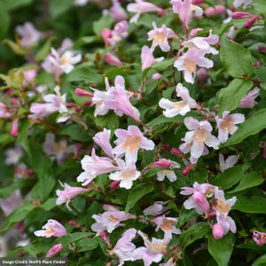 Beauty Bush – Jolene – #3 Container