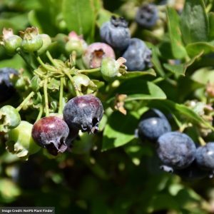 Blueberry (Bushel and Berry®) - Jelly Bean® - #2 Container