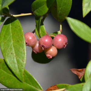 Blueberry – Pink Lemonade – #3 Container
