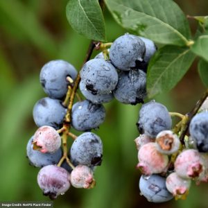 Blueberry – Legacy Highbush – #3 Container