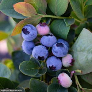 Blueberry (Bushel and Berry®) - Silver Dollar® - #2 Container