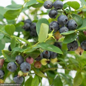 Blueberry (Bushel and Berry®) - Sapphire Cascade® - #2 Container