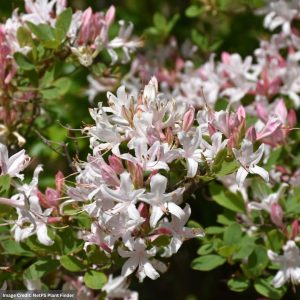 Azalea (Atlanticum) – Coastal – #3 Container