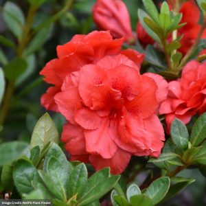 Azalea – Bloom-A-Thon® Coral Amazement – #3 Container